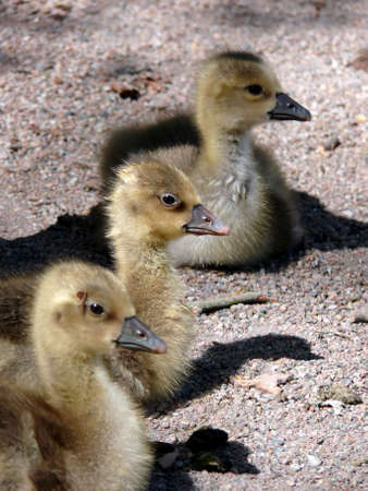 portrait of white-fronted goose (Anser albifrons) goslingsの写真素材