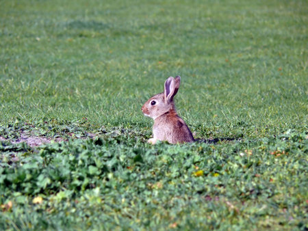 portrait of wild rabbit looking out from hole in grass the groundの写真素材