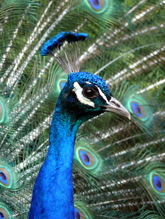 close-up portrait of beautiful peacock 