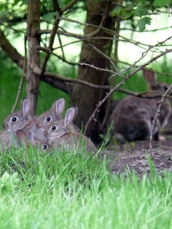 portrait of wild rabbit  at their nest