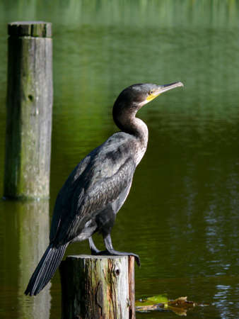 portrait of double-crested cormorant (Phalacrocorax auritus)の写真素材