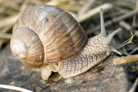 portrait of roman snail closeup on bodyの写真素材