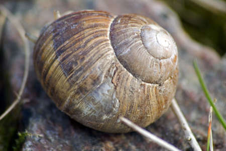 portrait of roman snail closeup on shellの写真素材