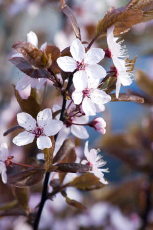 portrait of beautiful flowers on treeの写真素材