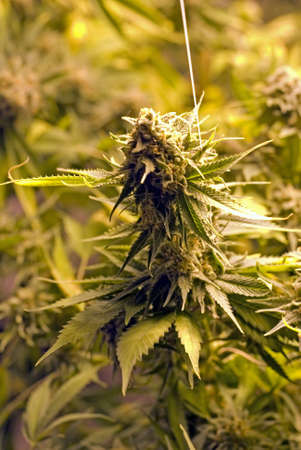 portrait of cannabis sativa growing inside cannabis factoryの写真素材