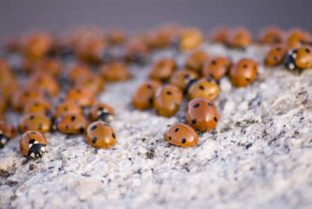 portrait of ladybug background templateの写真素材