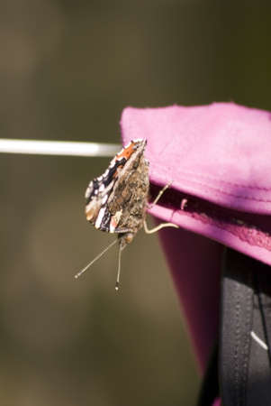 portrait of an animal butterfly sitting resting on laundryの写真素材