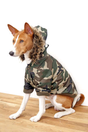 portrait of Basenji dog isolated on white backgroundの写真素材