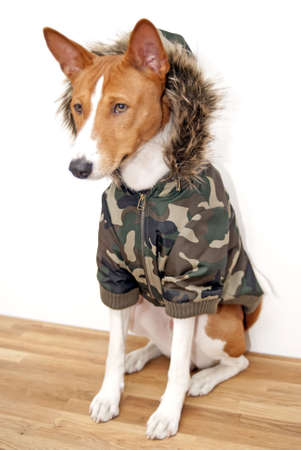 portrait of Basenji dog isolated on white backgroundの写真素材