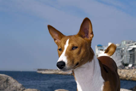 portrait of Basenji dog isolated on white backgroundの写真素材