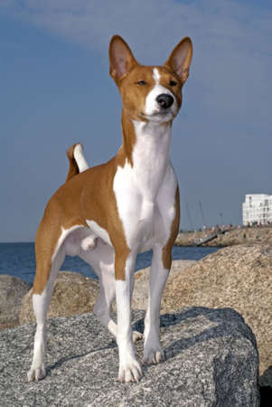 portrait of Basenji dog isolated on white backgroundの写真素材