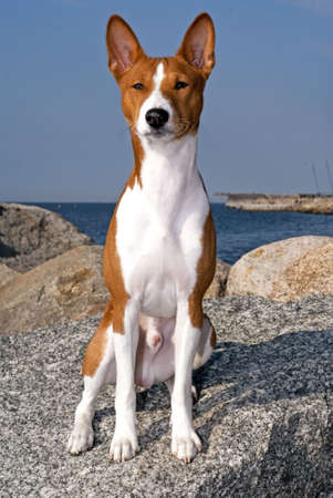 portrait of Basenji dog isolated on white backgroundの写真素材