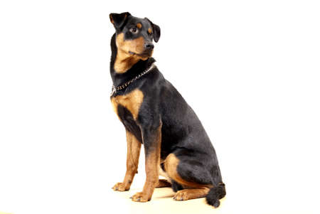 portrait of 10 mounth old rottweiler pincher dogの写真素材