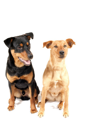portrait of rottweiler and and pinscher dog together isolatedの写真素材