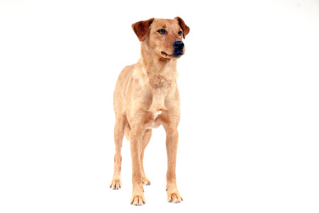 portrait of cute pinscher dog