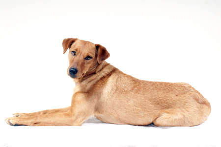 portrait of cute pinscher dogの写真素材