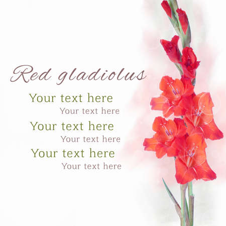 Beautiful red gladiolus flowerの写真素材