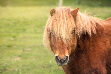Portrait of a ponyの写真素材