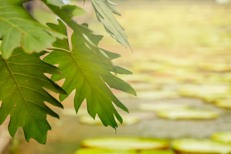 Green leaf on water, lotus pondの写真素材
