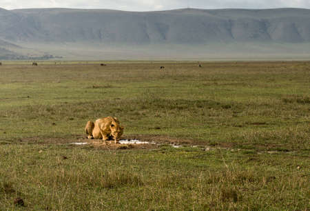 Female lion drinking water in the national park of Serengeti, Tanzaniaの写真素材