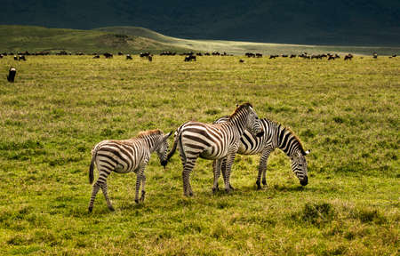 Three common zebras (Equus Quagga) in Serengeti National Park, Tanzaniaの写真素材