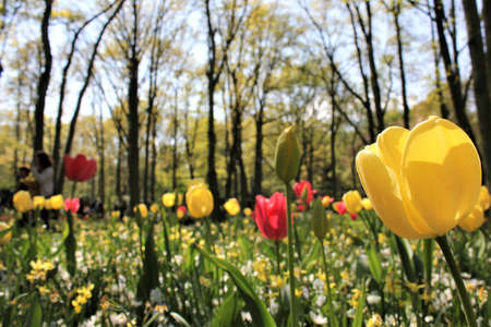 Beautiful tulip park in Keukenhof - Netherlandsの写真素材