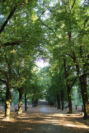 Tree tunnel, with lot of green.の写真素材