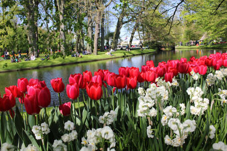 Beautiful flowers in a lake, Keukenhof Hollandの写真素材