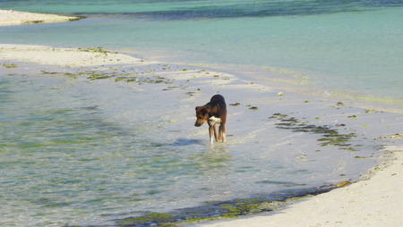 Puppy in Los Roques Archipelago, Venezuelaの写真素材