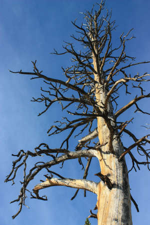 A dead old tree found in a californian forest in Yosemite national park with beautiful weathered wooden structureの写真素材