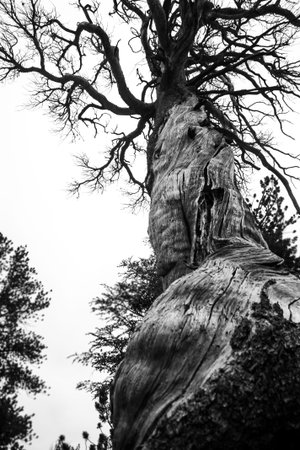 Dead Tree in the woods of Yosemite National Park with a beautiful weathered texture or structure in...