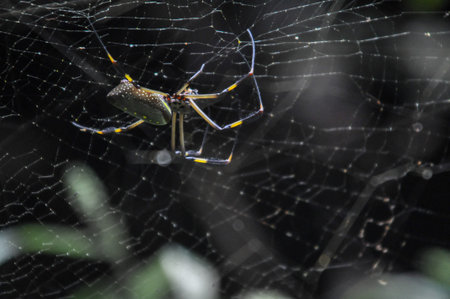 Poisonous but beautifully colored rare spider in a webb, found in the jungle of costa rica