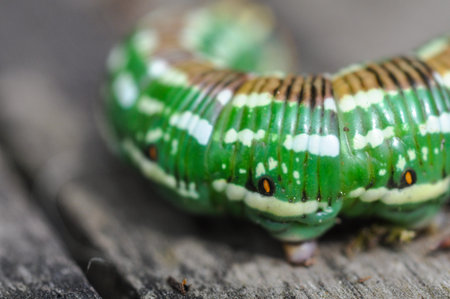 Beautifully colored caterpillar crawling on rustic wood in a closeup shot