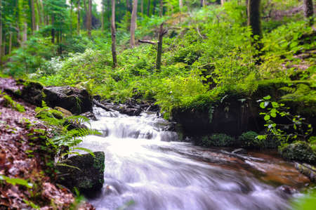 German Beech forest at Pfalz or Black Forest close to Kaiserslauternの写真素材