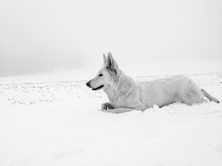 White wolf hiding out in snow preparing for attack and huntingの写真素材