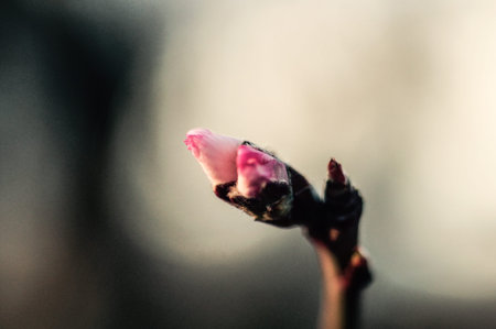 Cold spring Morning in Europe with a Cherry ore Rose bud waiting for the first dun beams to open.の写真素材