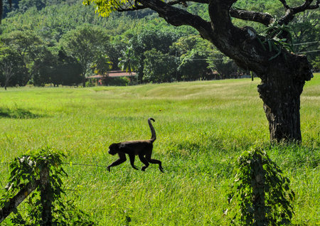 Howler Monkey walking on a barbed wire fence in Costa Rica with its tale curled an palm trees and a...