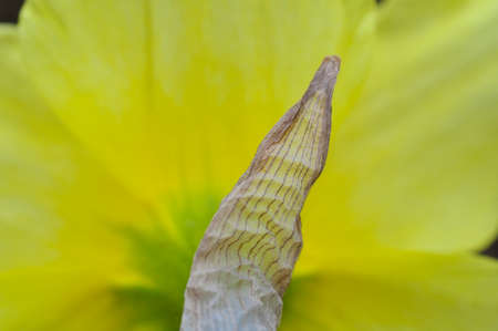 Mallow flower with a shot taken from behind, showing the dried bud leafの写真素材