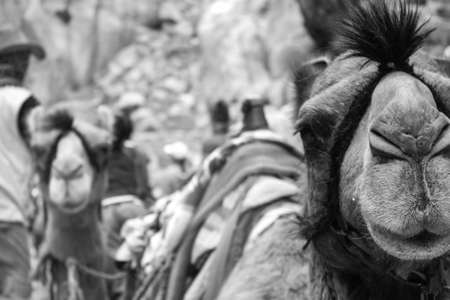 Closeup of a Camel with an Expression of boredom on its face waiting for customers in the ancient rock city of Petra, Jordan, Middle Eastの写真素材