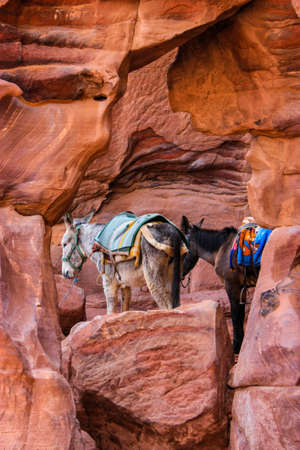A donkey an a mule are standing next to each other, as seen through a natural rock window in an incredible colorful rock-setting in Petra, Jordan, Middle Eastの写真素材