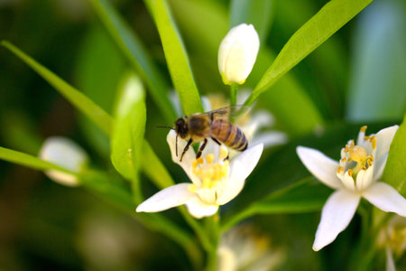 Bee resting on an orange flower while sucking nectarの写真素材