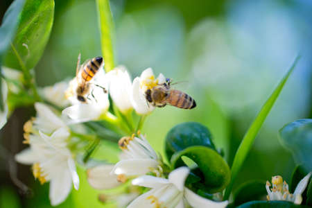 Pair of bees suck nectar of orange blossomの写真素材
