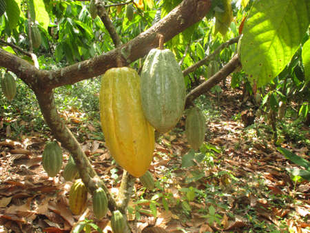 Cocoa pods on the tree in a cocoa farm in the Dominican Republicの写真素材