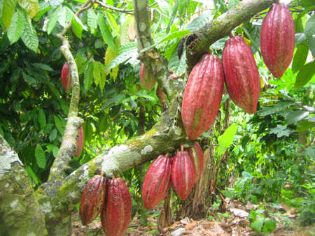 Cocoa pods on the tree in a cocoa farm in the Dominican Republicの写真素材