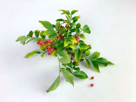 Szechuan pepper bush with ripe seedsの写真素材