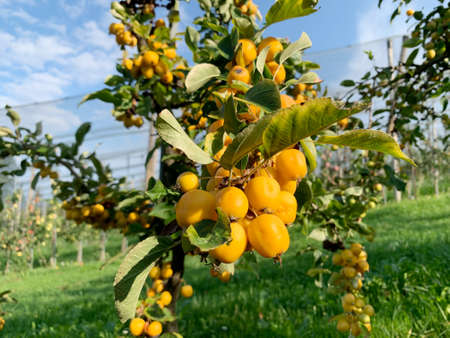 Ripe wild apple Golden Hornet on the treeの写真素材