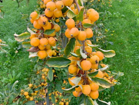 Ripe wild apple Golden Hornet on the treeの写真素材