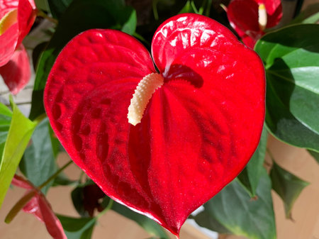 Beautiful house plant anthurium in the sunlight