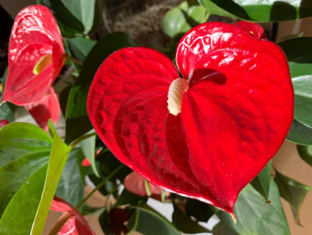 Beautiful house plant anthurium in the sunlightの写真素材