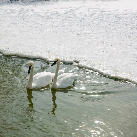 Ducks in sea, Orangeville, Dufferin County, Ontario, Canadaの写真素材